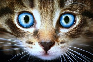 2-1 INTRO cats-big-blue-eyes-cat-animals-free-wallpapers-736x491