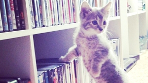 kitten-exploring-bookshelf
